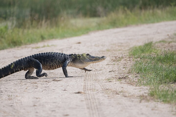 american alligator strutting