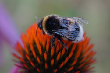 bee on flower