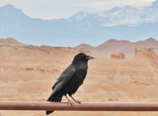 Crow Raven on Rail Black Bird with Red Rock Mountains