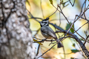 A Bridled Titmouse in the Southern Mountains of Arizona