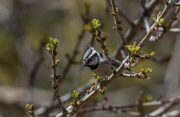 A Bridled Titmouse in the Southern Mountains of Arizona
