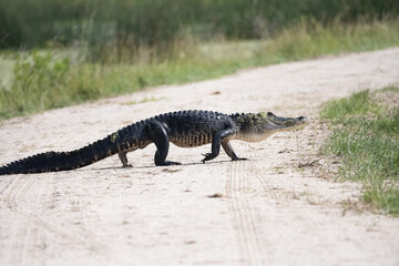 why did the alligator cross the road