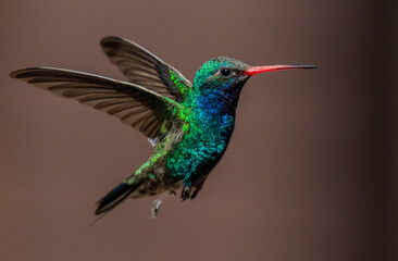 A Male Broad-billed Hummingbird in Flight 