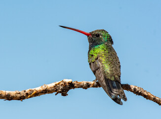 A Male Broad-billed Hummingbird Perched on a Branch in Arizona