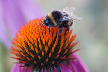 bee on a flower
