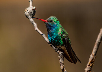 A Male Broad-billed Hummingbird Perched on a Branch in Arizona