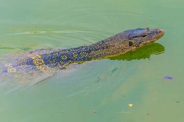 Wild monitor lizard in the swamp of Ayutthaya, Thailand