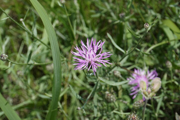 thistle flower in spring