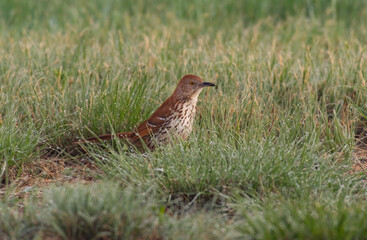 Fototapeta premium A Brown Thrasher Foraging in a Grassy Opening