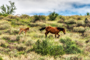 Salt River Wild Horses