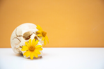 Human skull on orange, Halloween, Day of the Dead, October 31, Scary, gruesome skull decorated with...