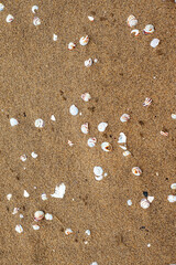 White shells of different shape and size on warm yellow sand. Abstract nature background.