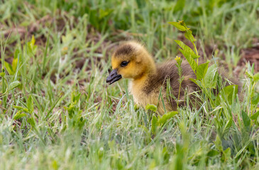 Canada Goose Gosling Exploring a Grassy Meadow