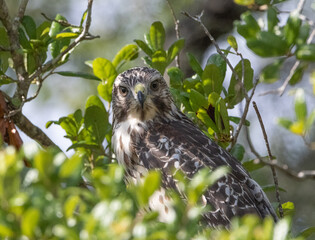 red shouldered hawk in a tree