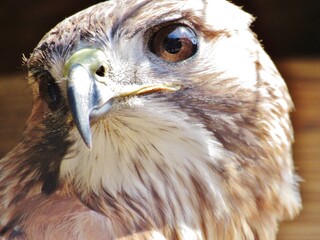 Red Tailed Hawk Close Up Portrait