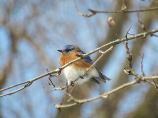Bluebird on Branch