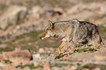 A Coyote in the High Rocky Mountains in Colorado 