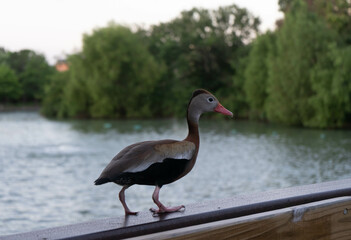bird, swan, animal, nature, water, goose, lake, wildlife, beak, wild, duck, geese, birds, feather, flamingo, swans, beauty, fowl, park, feathers, pond, neck, animals, fauna, head