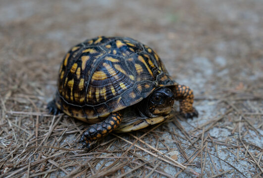 turtle, tortoise, animal, reptile, shell, nature, slow, wildlife, pet, isolated, wild, box, baby, amphibian, desert, carapace, terrapin, white, testudo, walking, closeup, fauna, grass, pets, scale