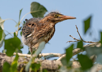 A Green Heron Fledgling Perched in a Tree