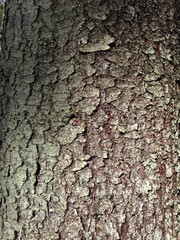 The texture of the spruce bark is sunlit