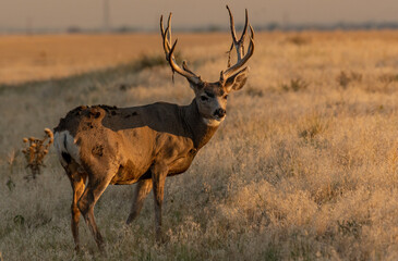Mule Deer Buck Shedding Velvet on Antlers