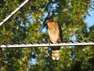 Cooper's Hawk Fledgling on Antenna