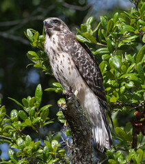 red shouldered hawk calling