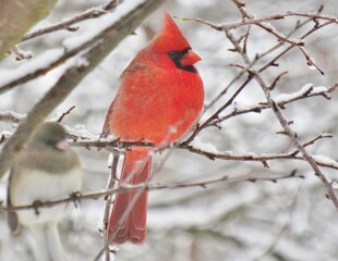 Beautiful Red Cardinal in Winter