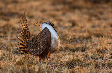 Greater sage-grouse and Mating Display at Lek