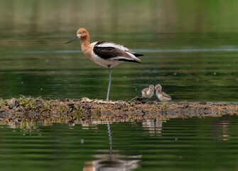An American Avocet Mother and her Newly Hatched Chicks
