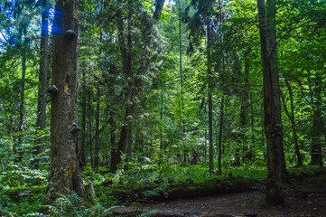 Landscape of the Bialowieza Primeval Forest, Poland and Belarus