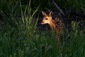 A White-tailed Deer Fawn in a Meadow on a Spring Morning