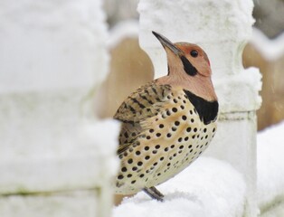 Winter Northern Flicker Spotted Chest