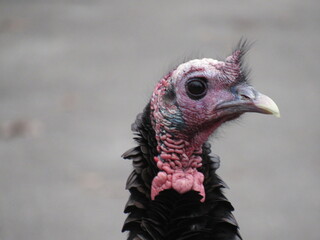 Close Up Turkey Portrait