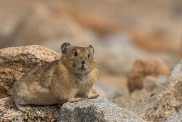 An Adorable Pika Staring 