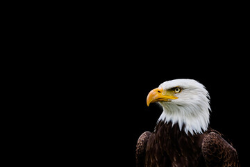 Bald eagle in portrait against a black background