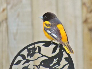 Male Baltimore Oriole on Iron Decor Birds