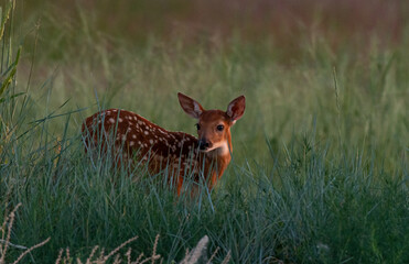 A White-tailed Deer Fawn in a Meadow on a Spring Morning