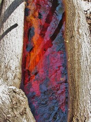Red Water in Log with Tannins 