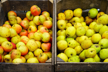 Fresh red and yellow apples at a farmers market