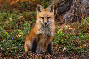 An Adorable Red Fox Kit Posing for its Photo
