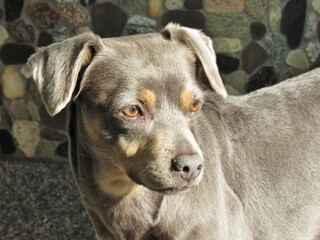 Blue and Tan Dog Minpin Mixed Breed Sun