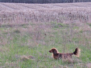 Longhaired Dachshund in Field Corn Hunting