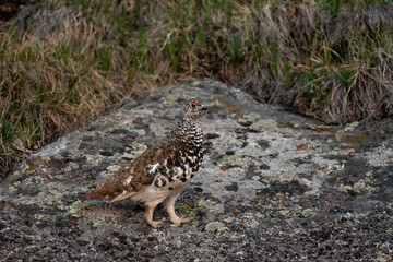 A White-tailed Ptarmigan in Mostly Summer Plumage - Early Fall