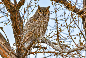 A Well Camouflaged Great Horned Owl Perched on a Tree