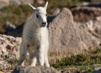 An Adorable Mountain Goat Kid On the Alpine Mountain