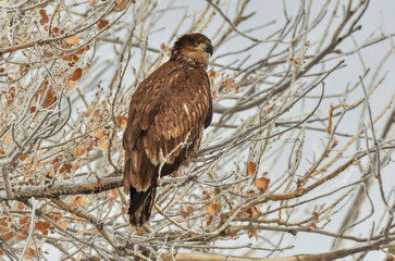 A Juvenile Bale Eagle Perched in a Tree