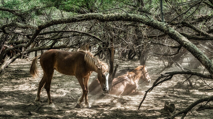 Salt River Wild Horses