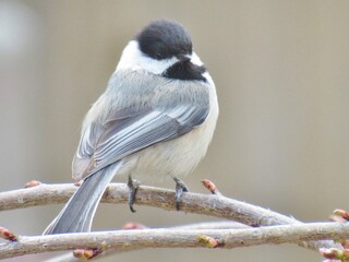 Over the Shoulder Glance Chickadee